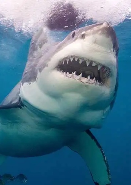 Great White Shark