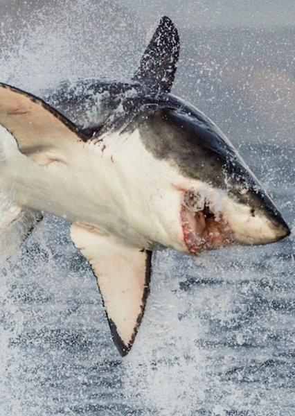 Great White Shark photo