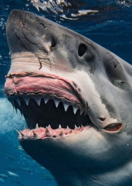Great White Shark photo