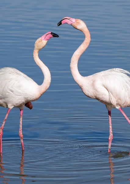 Greater Flamingo photo