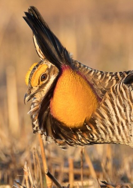 Greater Prairie-Chicken