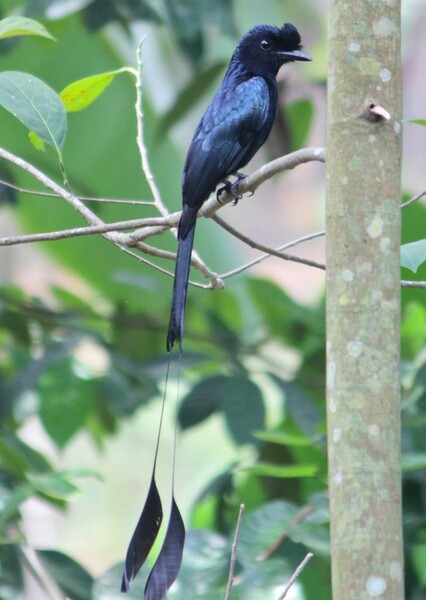 Greater racket-tailed drongo