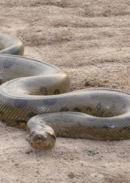 Green Anaconda photo
