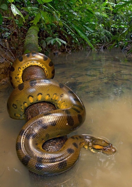 Green Anaconda photo