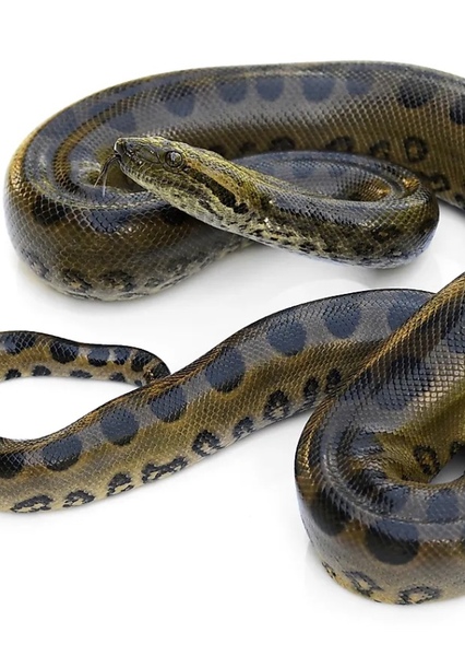 Green Anaconda photo