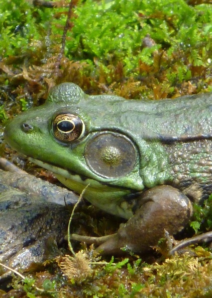 Green Frog