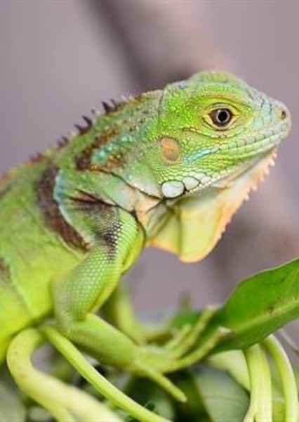 Green Iguana