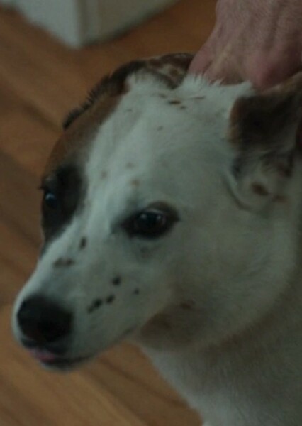 greg (kaplan‘s dog)