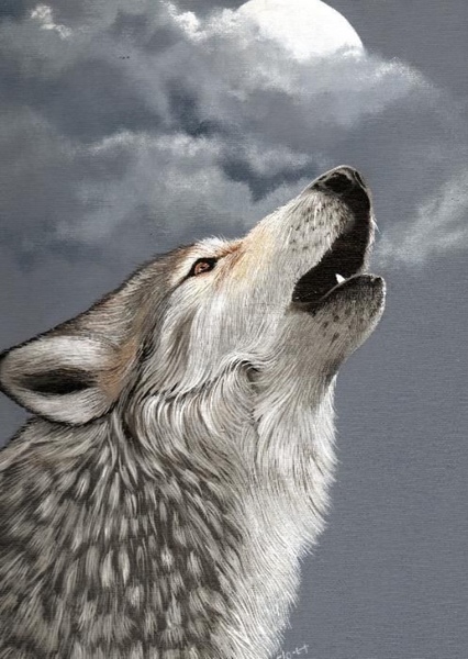 Grey Wolf photo
