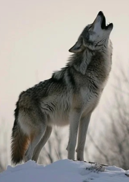 Grey Wolf