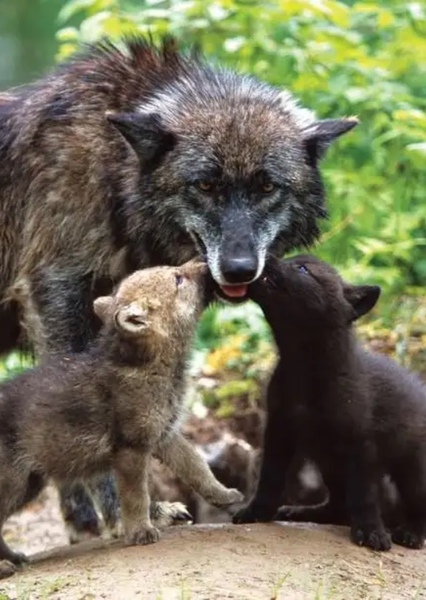Grey Wolf photo