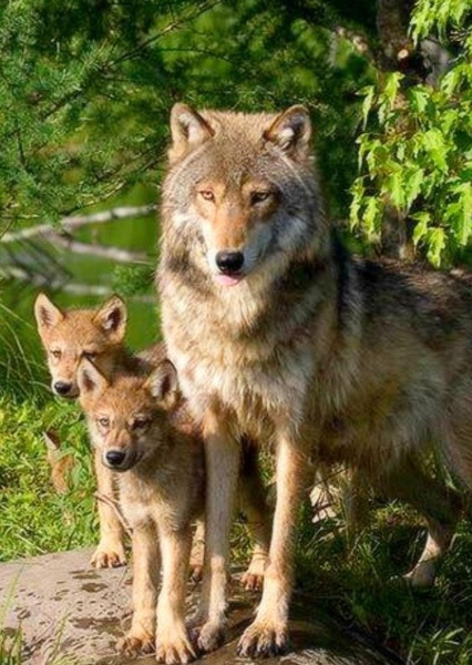 Grey Wolf photo