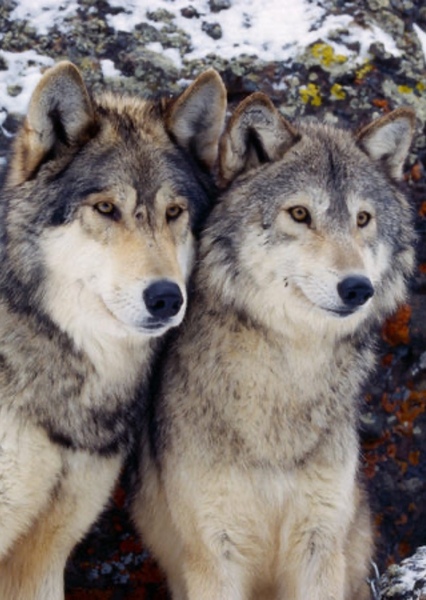 Grey Wolf photo