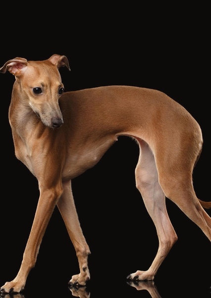 Greyhound photo