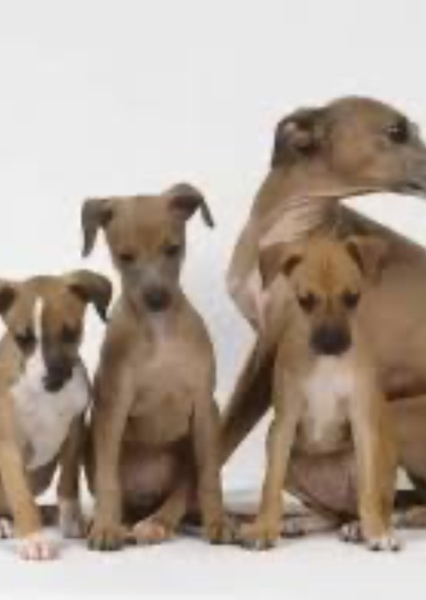 Greyhound photo
