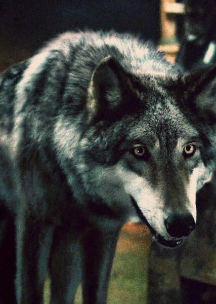 Greywind