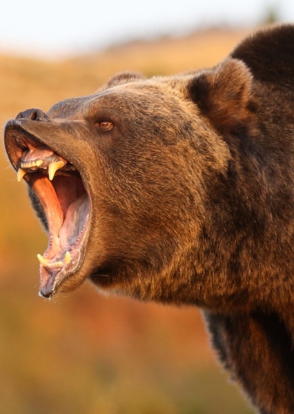 Grizzly Bear