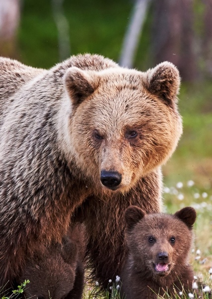 Grizzly Bear photo