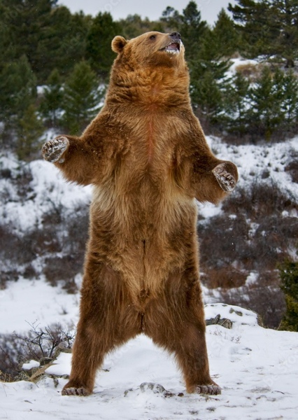 Grizzly Bear