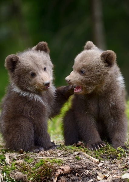 Grizzly Bear photo