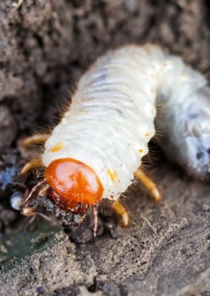 Grub Worm