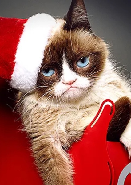 Grumpy Cat photo