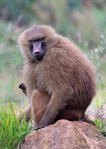 Guinea Baboon