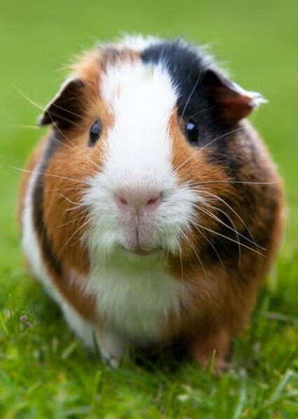 Guinea pig photo