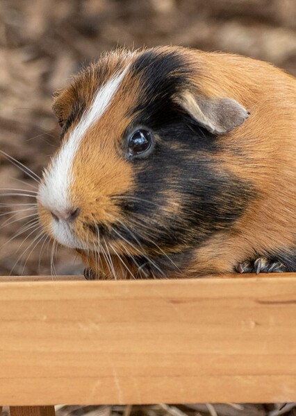 Guinea pig photo