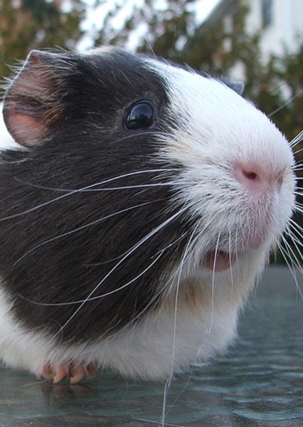 Guinea pig