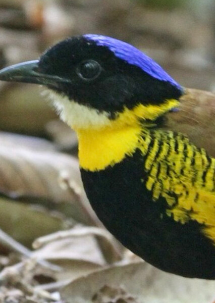 Gurney's Pitta