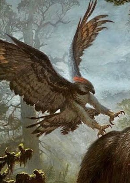 Haast's Eagle