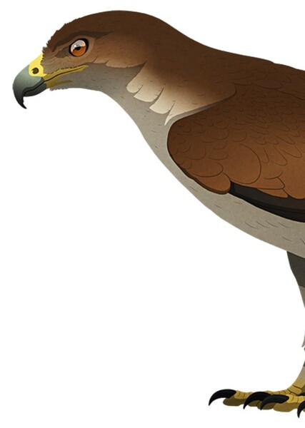 Haast's Eagle photo