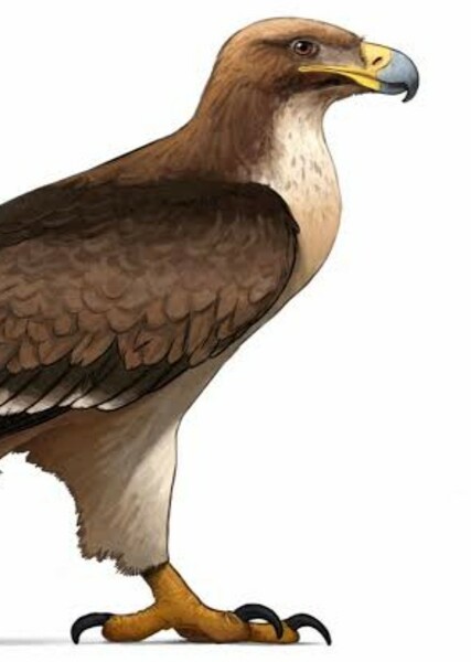 Haast's Eagle photo