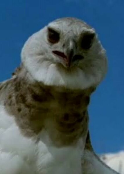 Haast's Eagle photo