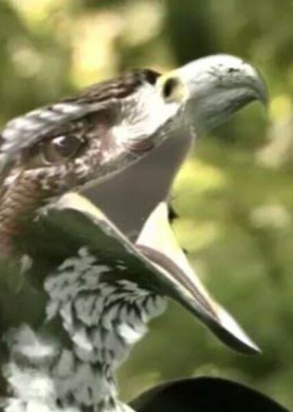 Haast's Eagle photo