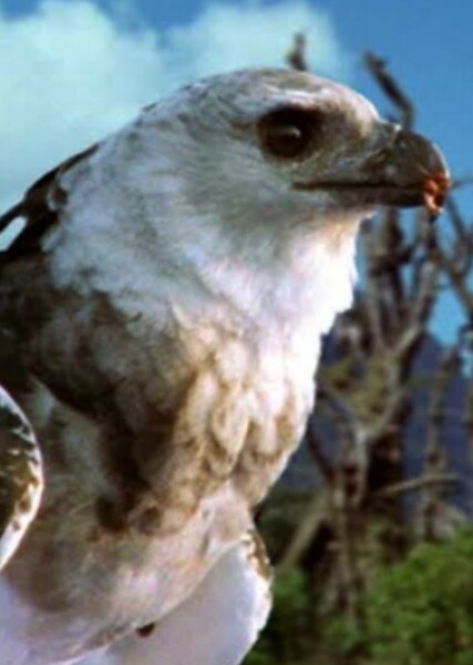 Haast's Eagle photo
