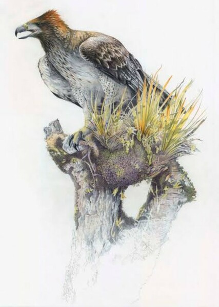 Haast's Eagle photo