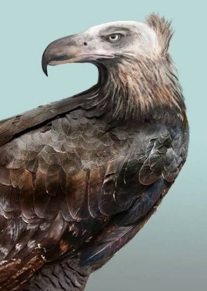 Haast's Eagle photo