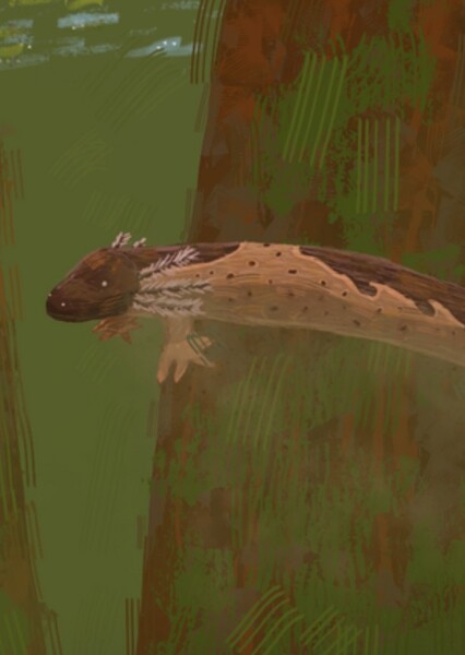 Habrosaurus