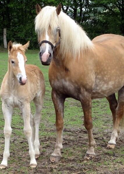 Haflinger