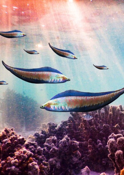 Haikouichthys photo