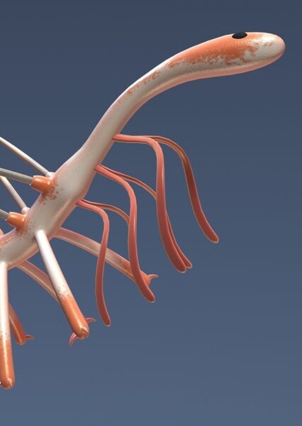 Hallucigenia photo