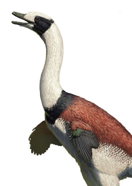 Halszkaraptor
