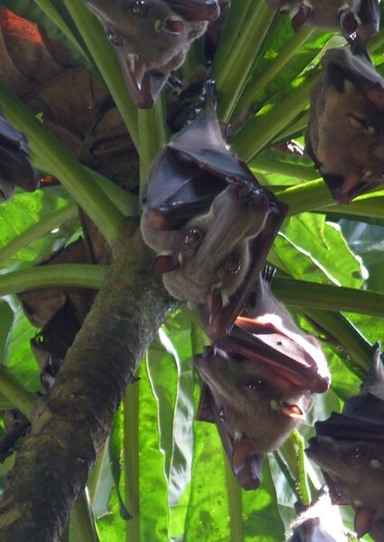 Hammer-Headed Fruit Bat