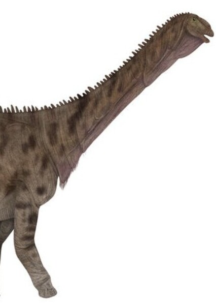 Haplocanthosaurus