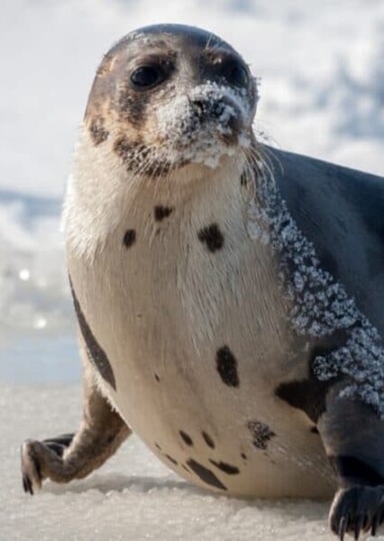 Harp Seal photo