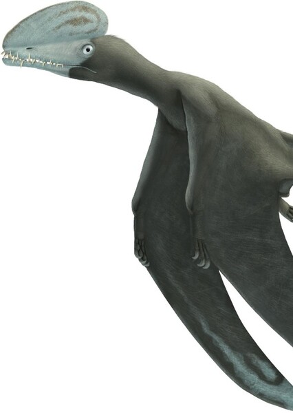 Harpactognathus photo