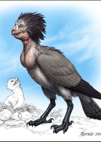 Harpy photo