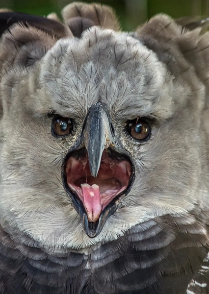 Harpy eagle